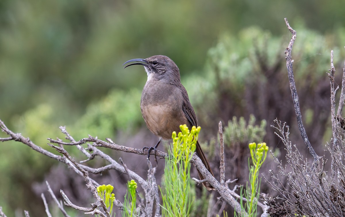 California Thrasher - ML641819440