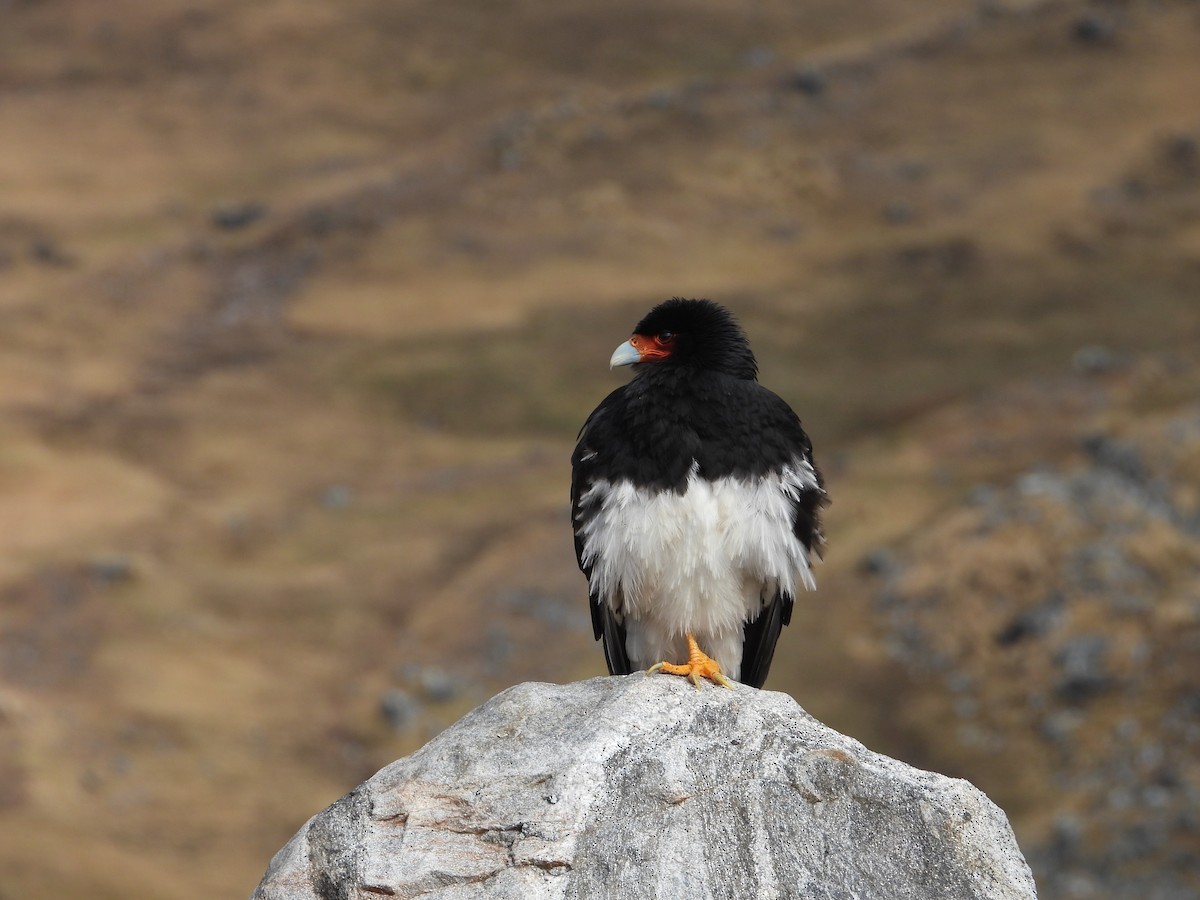 Mountain Caracara - ML641819442