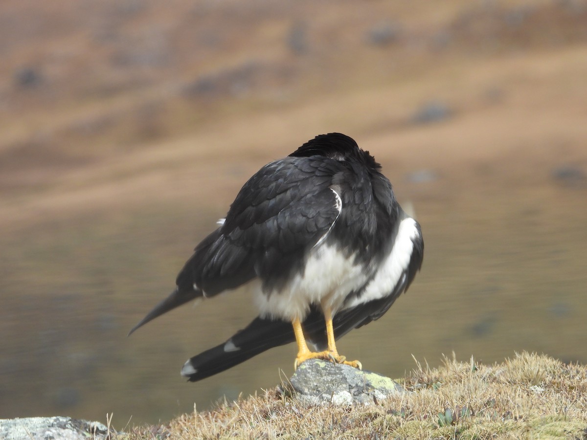 Mountain Caracara - ML641819443