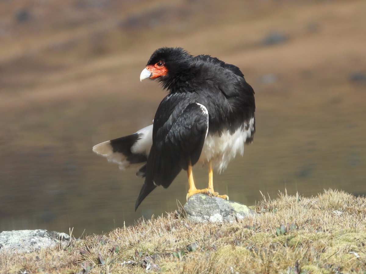 Mountain Caracara - ML641819445