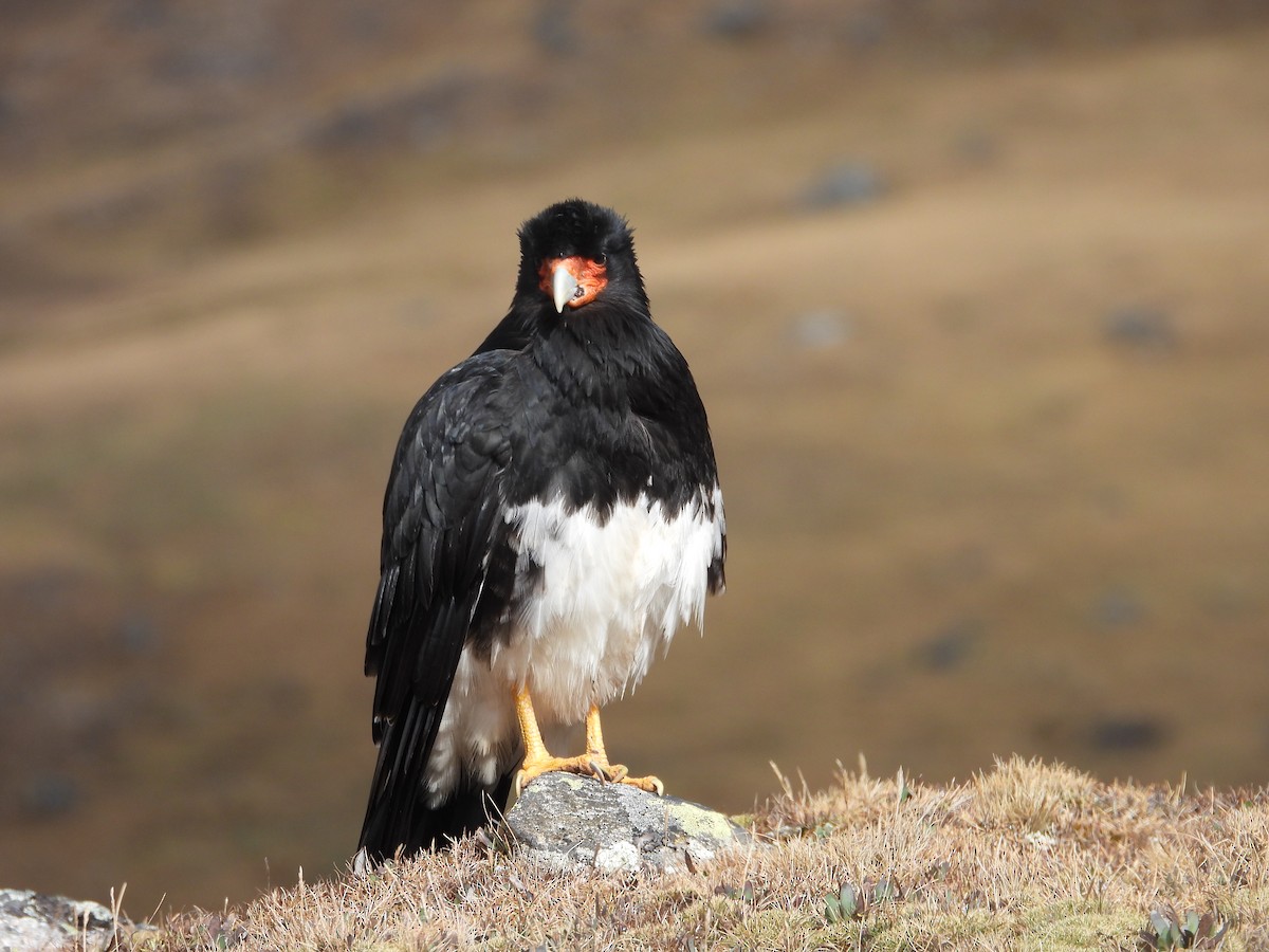 Mountain Caracara - ML641819446