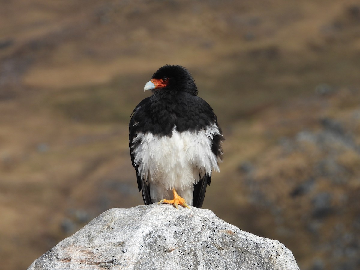 Mountain Caracara - ML641819447