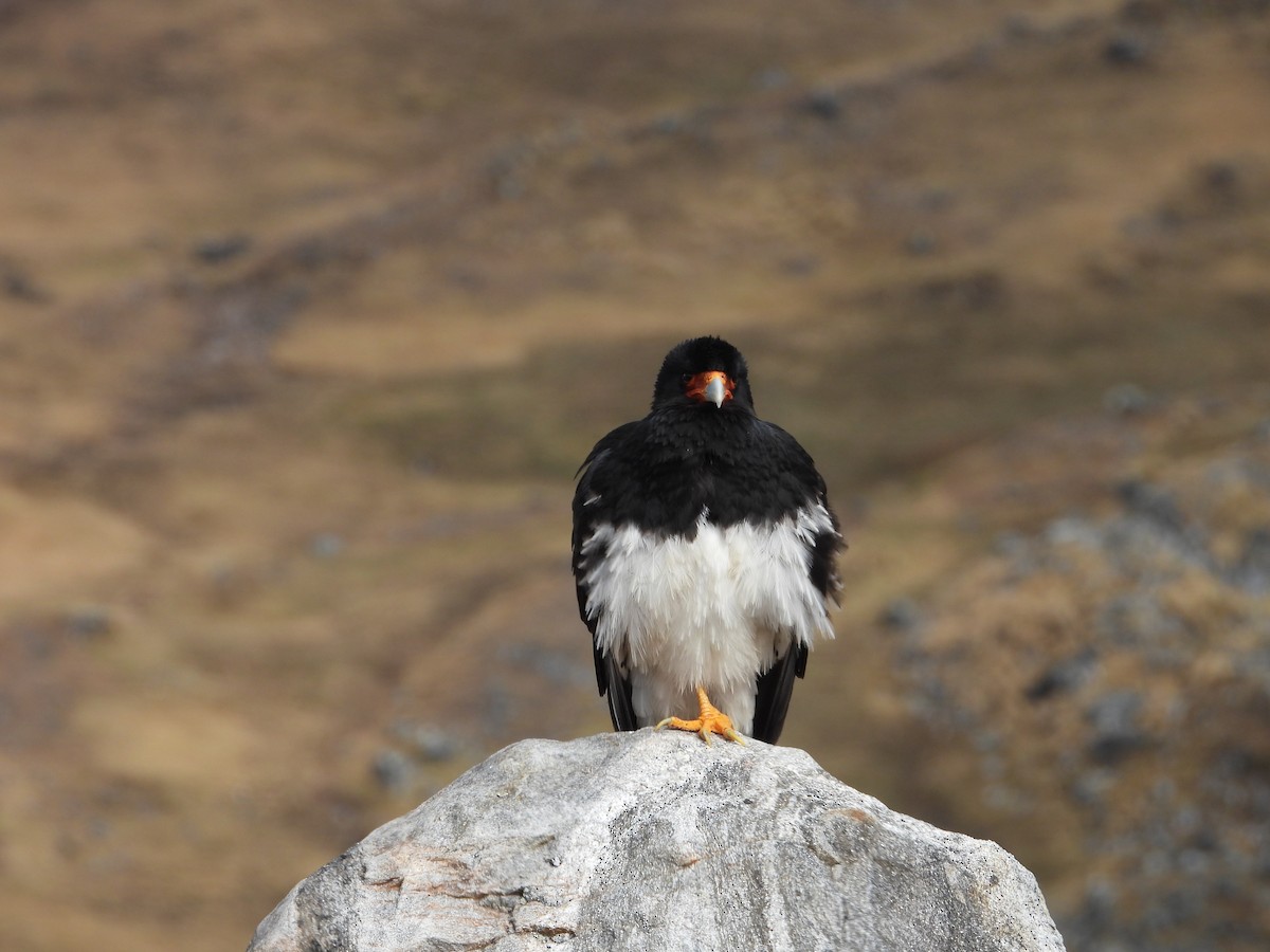 Mountain Caracara - ML641819448