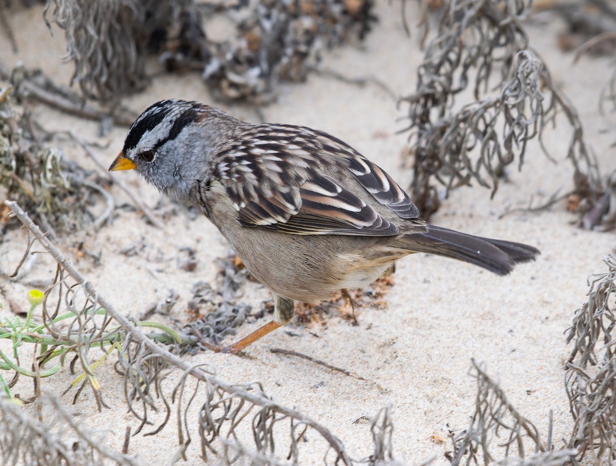 White-crowned Sparrow - ML641819449