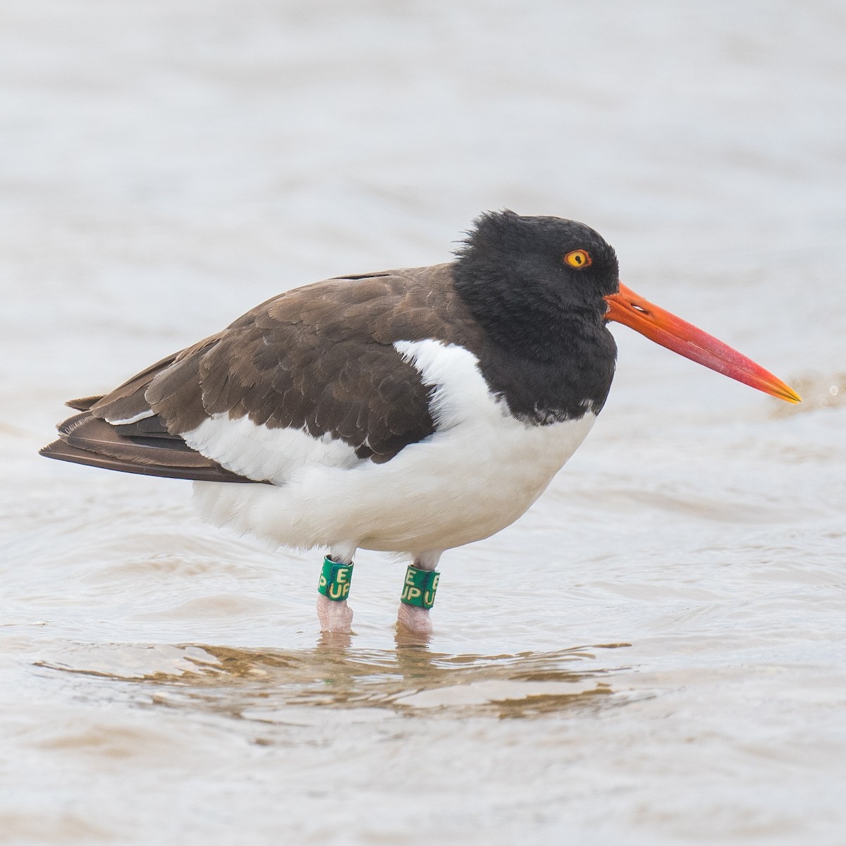 American Oystercatcher - ML641819455
