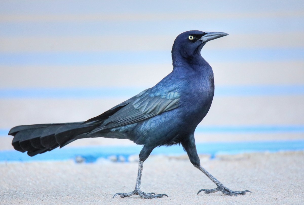 Great-tailed Grackle - ML641819458