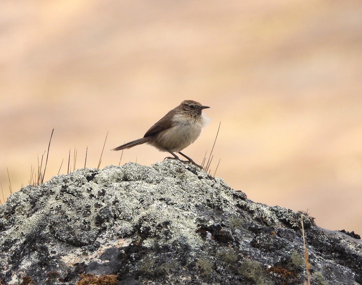Streak-throated Canastero - ML641819468