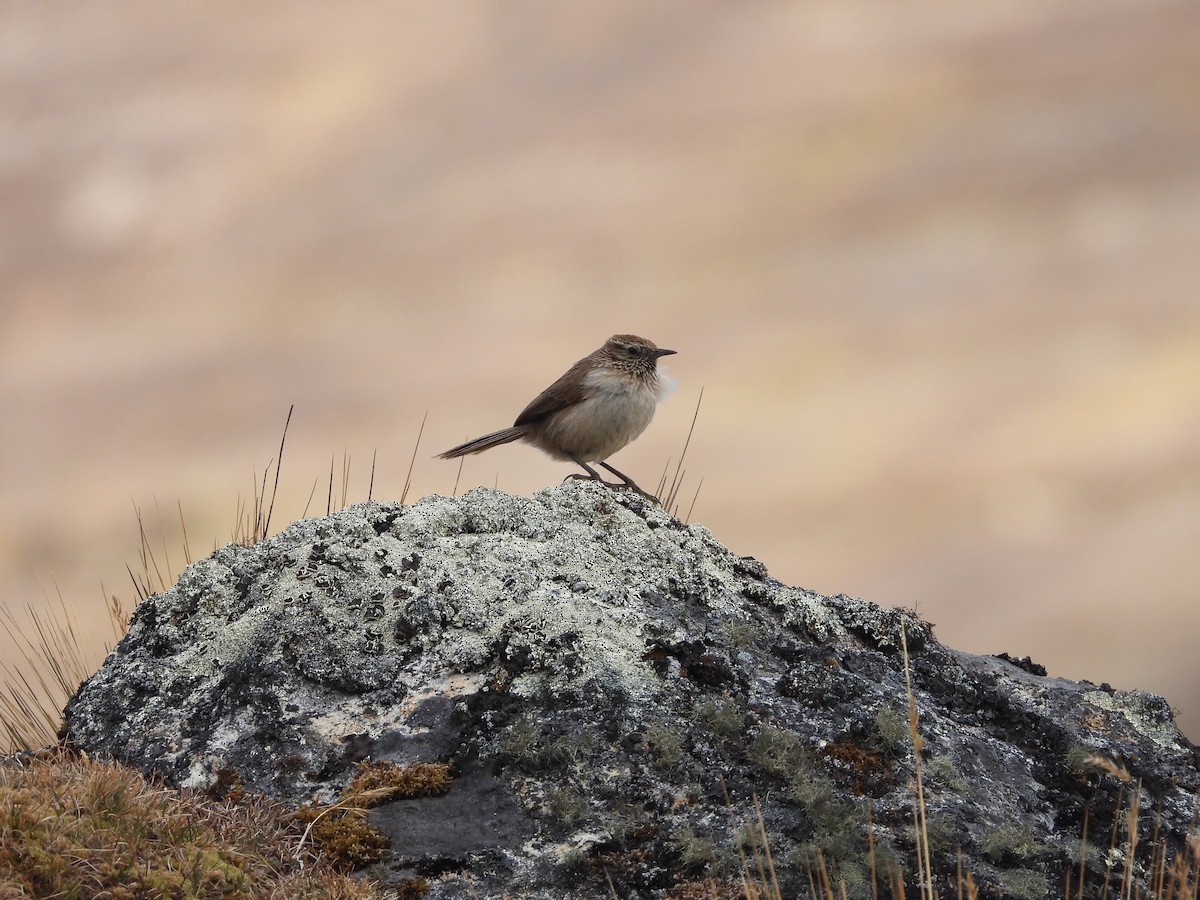 Streak-throated Canastero - ML641819469