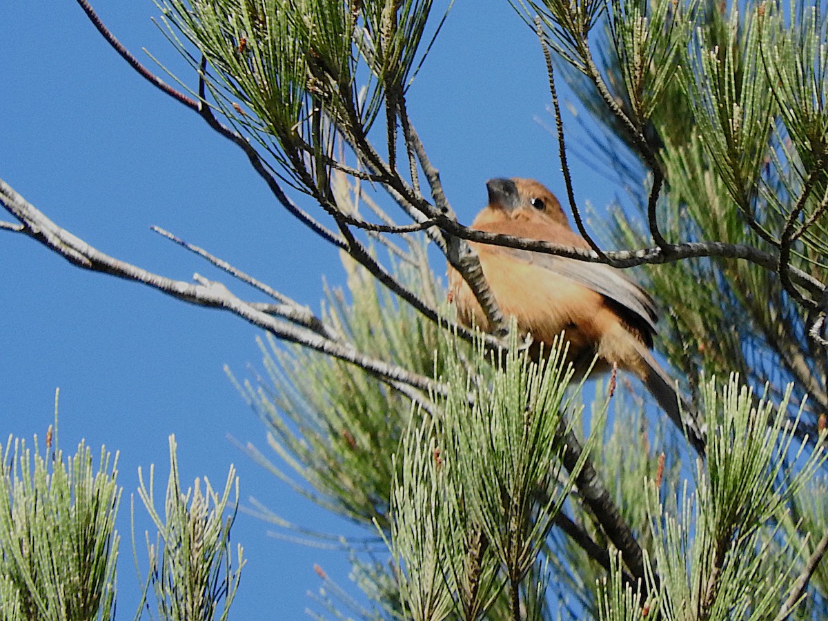 Ultramarine Grosbeak - ML641819481