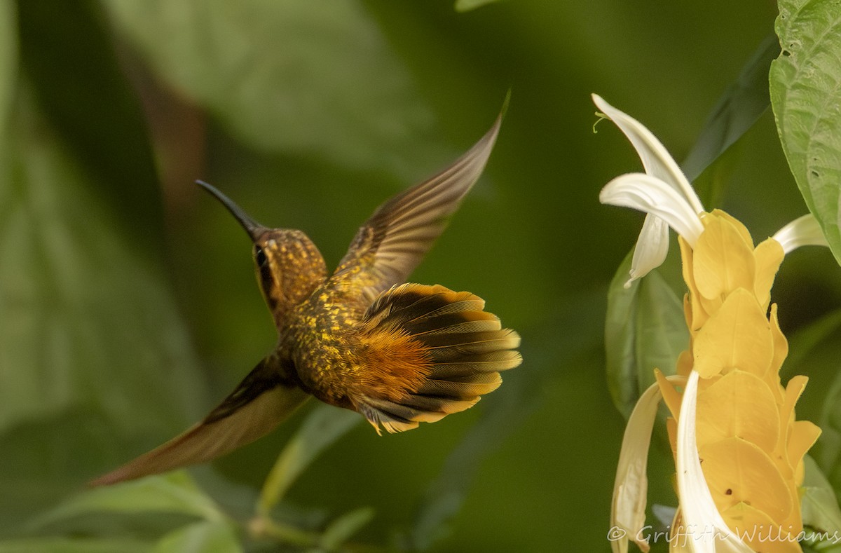 Stripe-throated Hermit - ML641819482