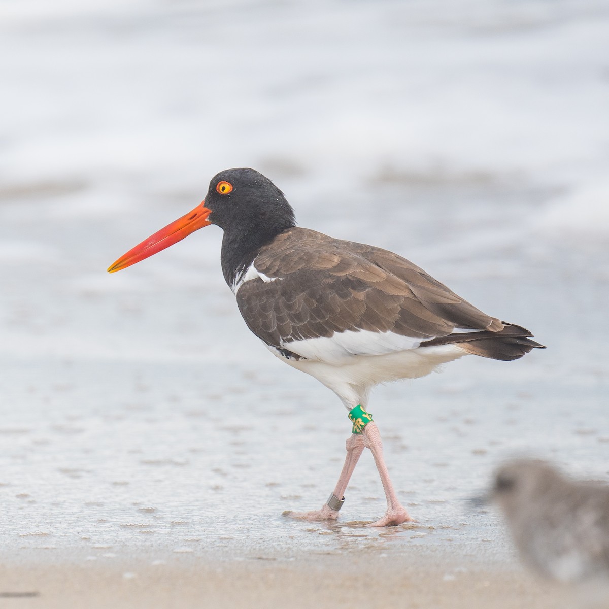 American Oystercatcher - ML641819486
