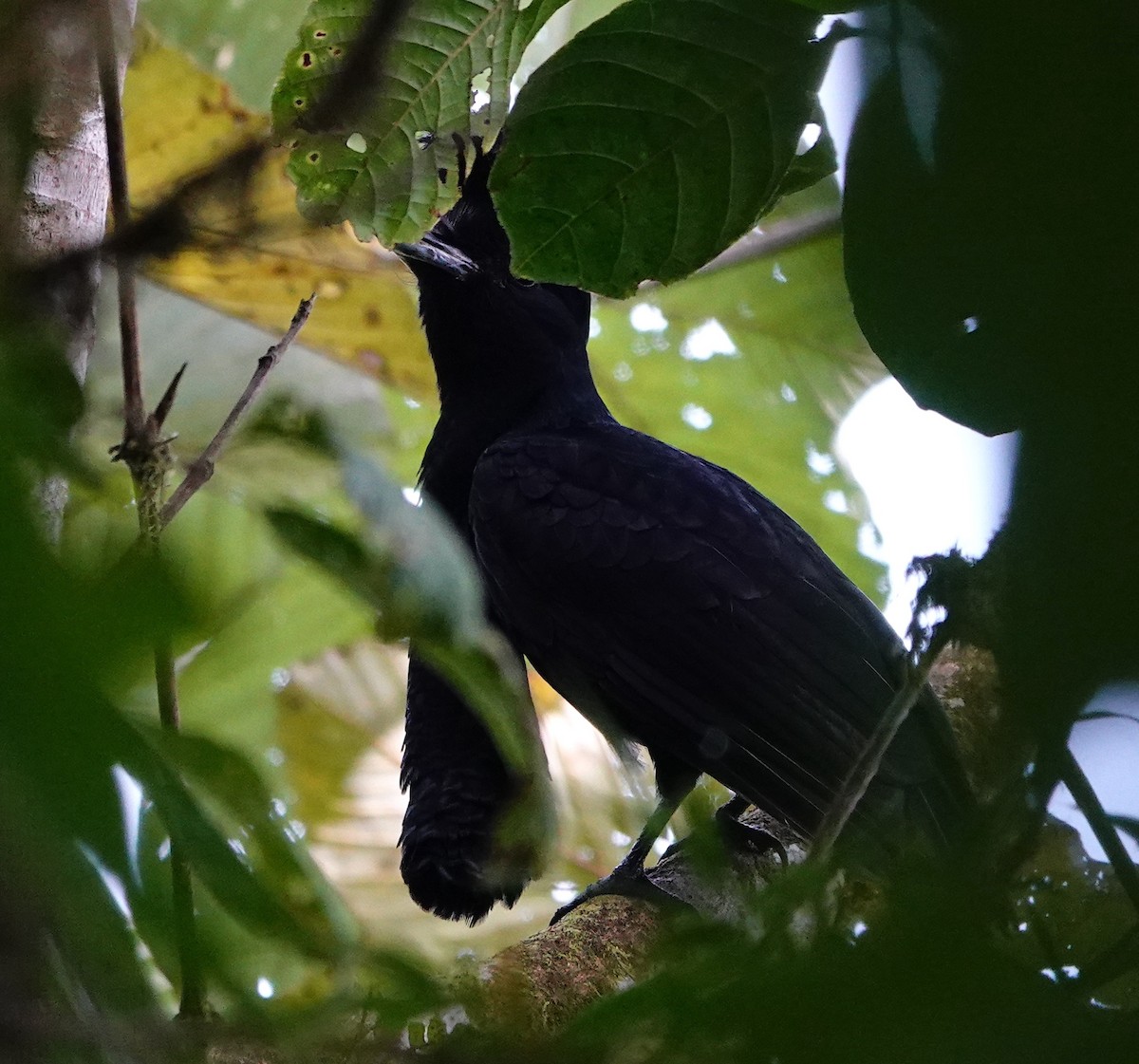 Long-wattled Umbrellabird - ML641819491