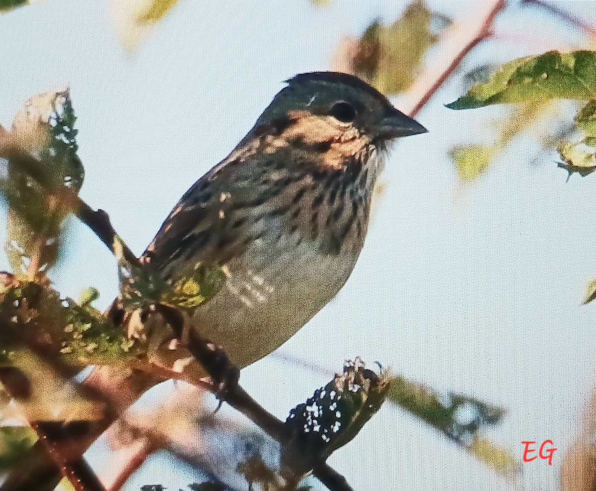 Lincoln's Sparrow - ML641819496