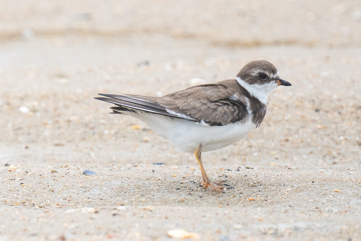 Semipalmated Plover - ML641819497