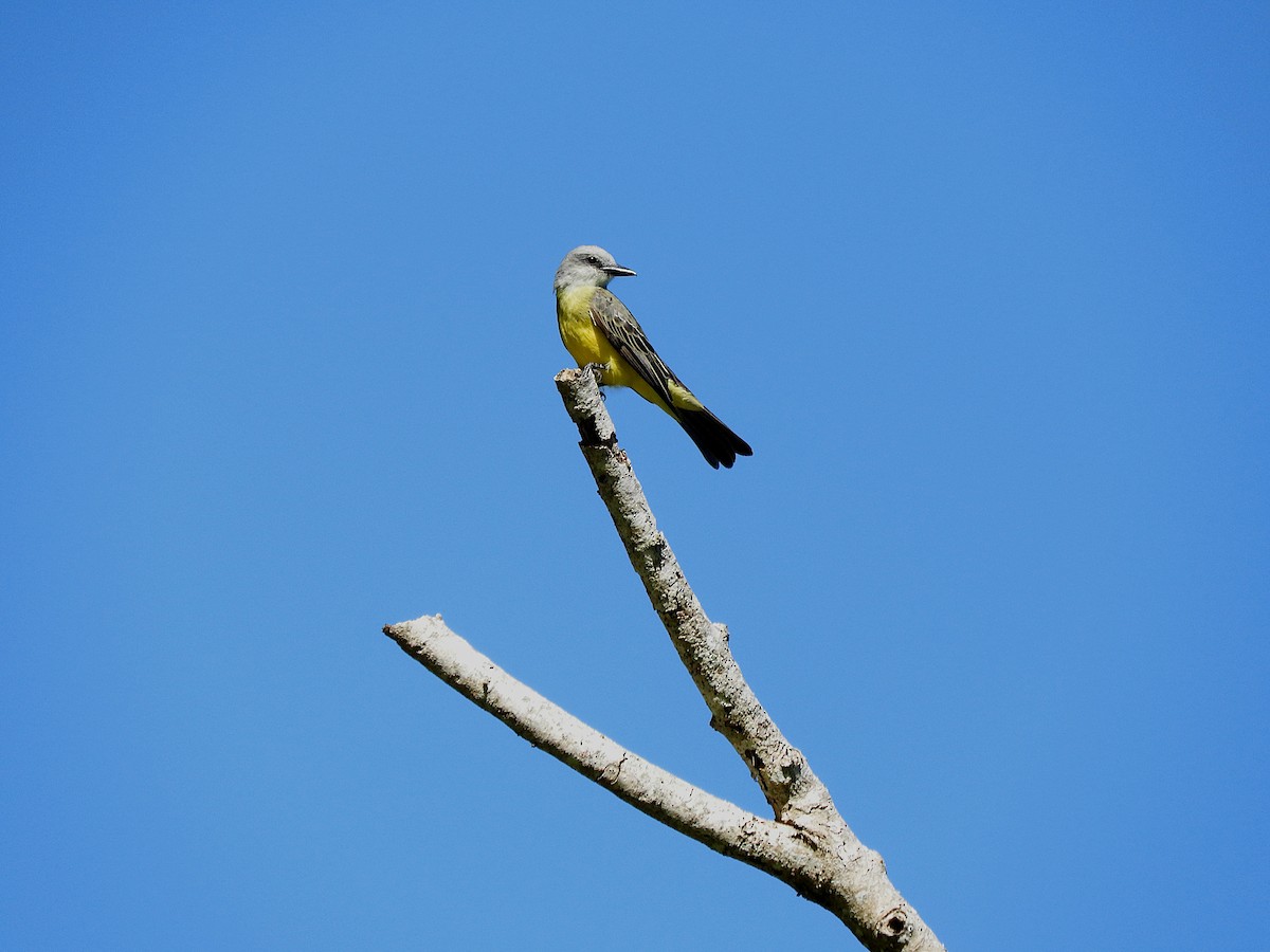 Tropical Kingbird - ML641819502