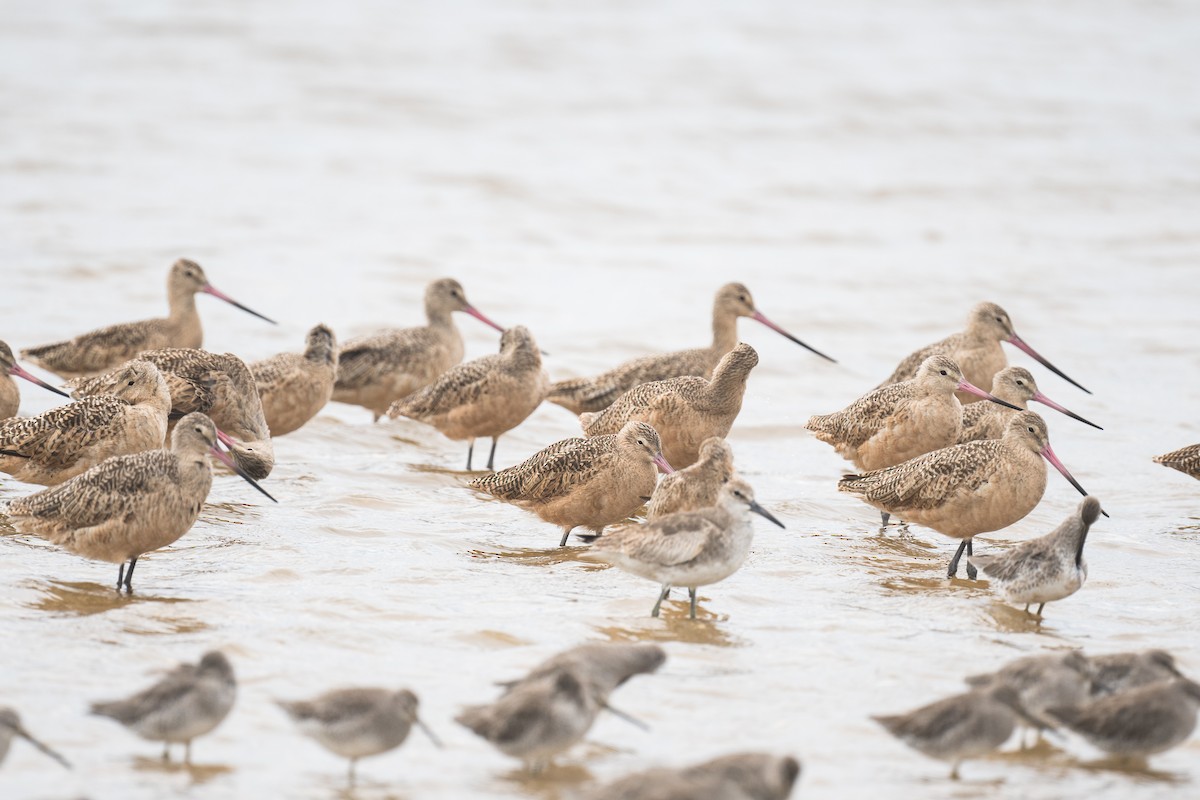 Marbled Godwit - ML641819504