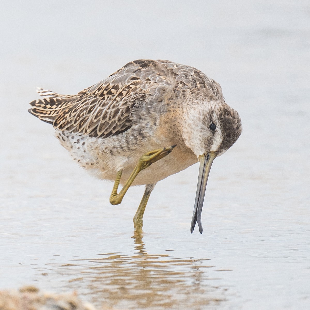 Short-billed Dowitcher - ML641819513