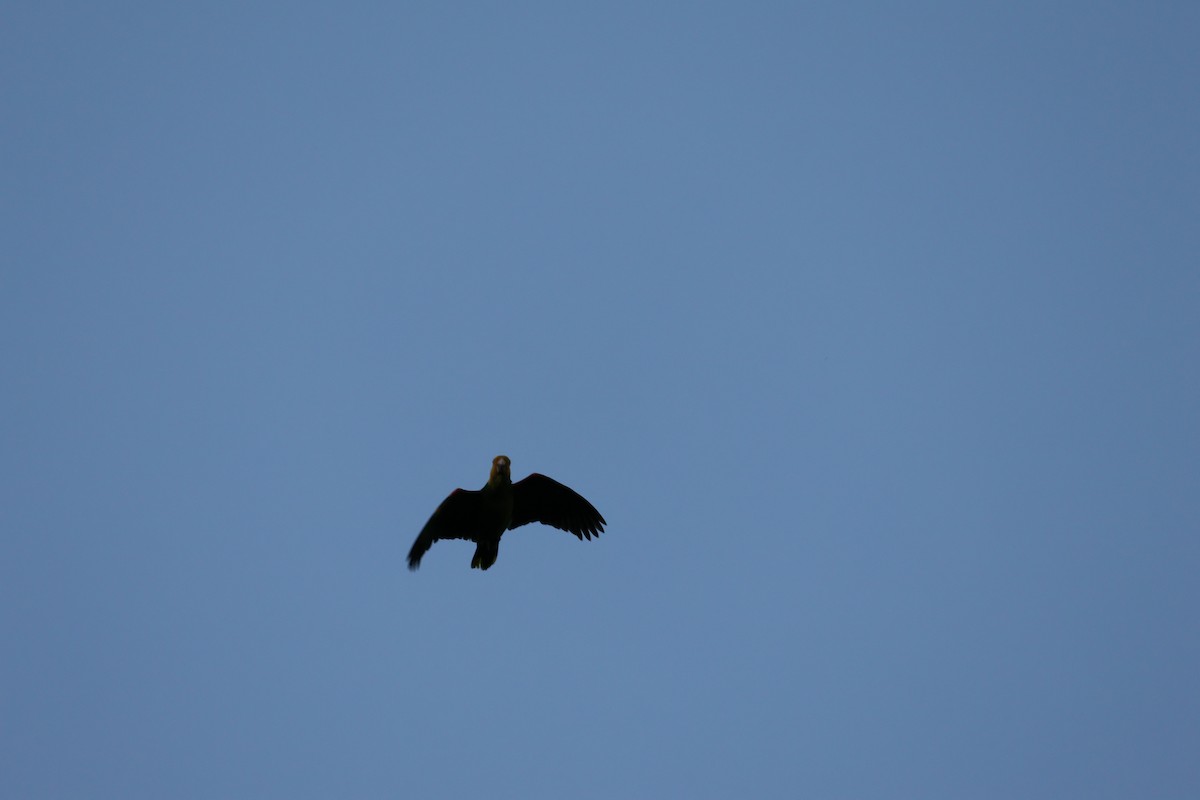 Yellow-headed Amazon - ML641819523
