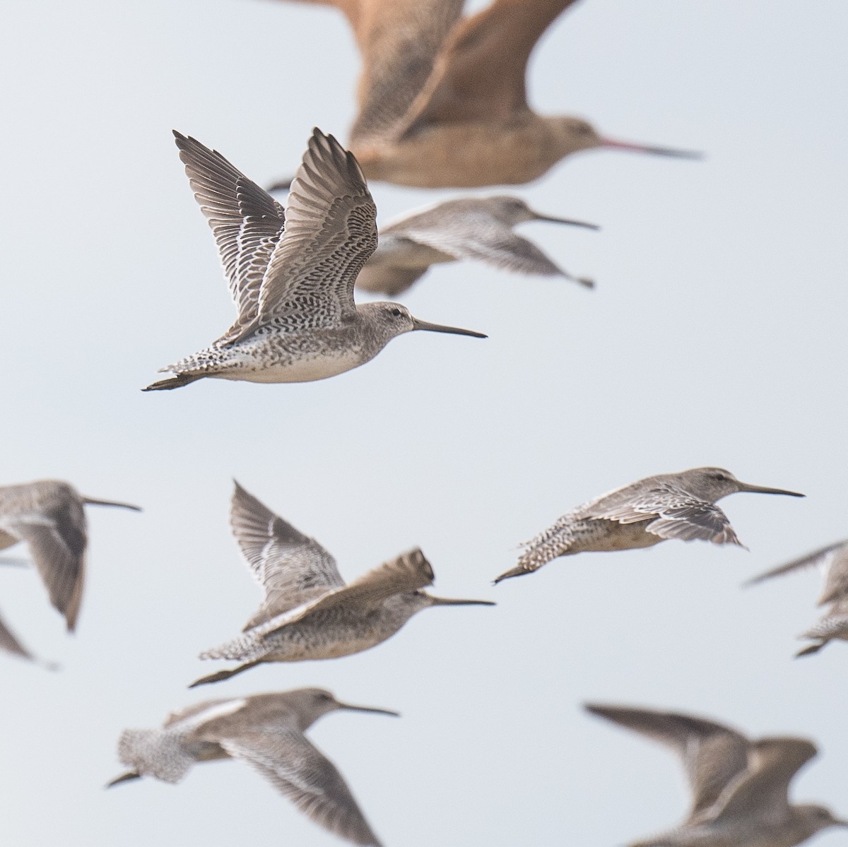 Short-billed Dowitcher - ML641819553