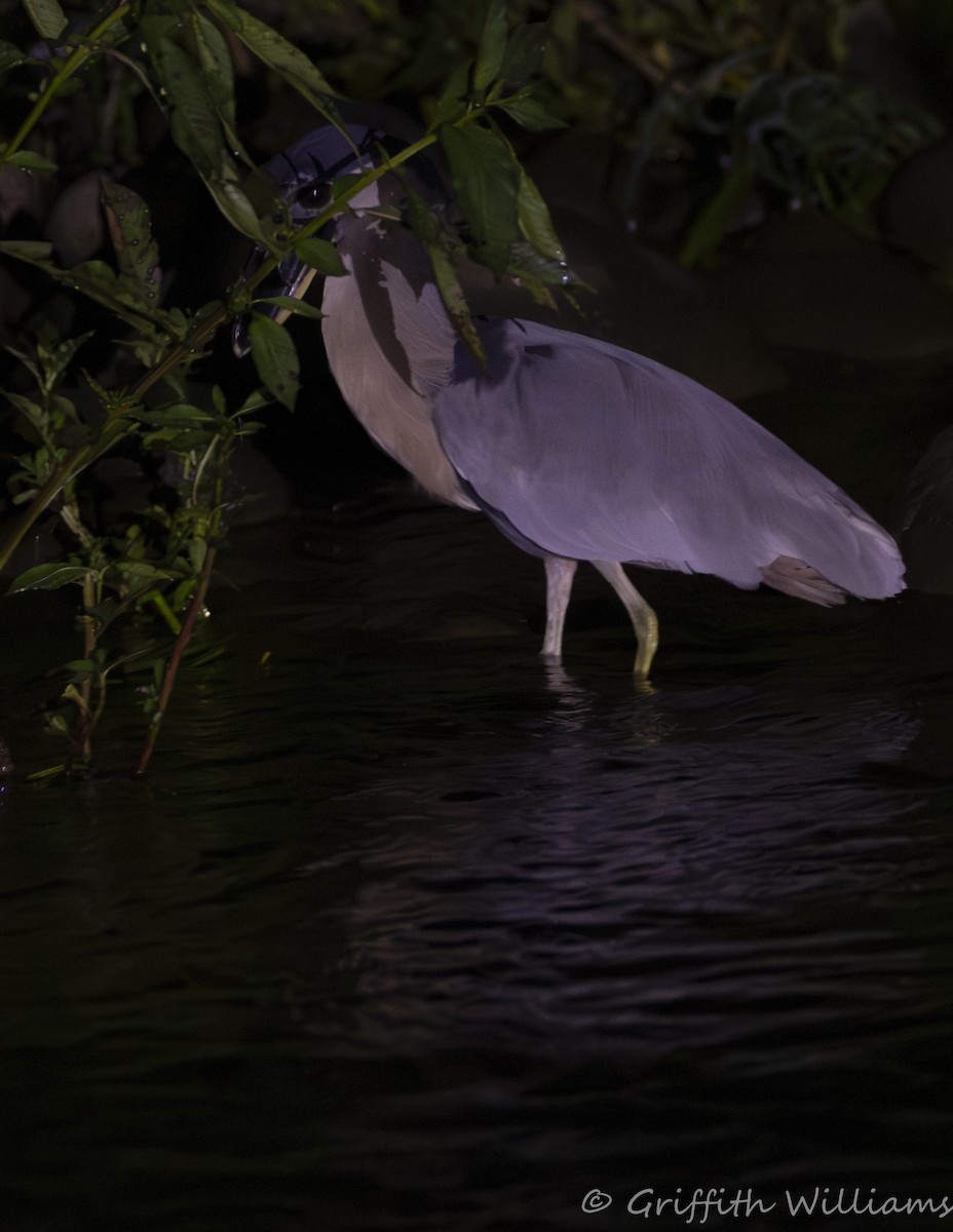 Boat-billed Heron - ML641819565