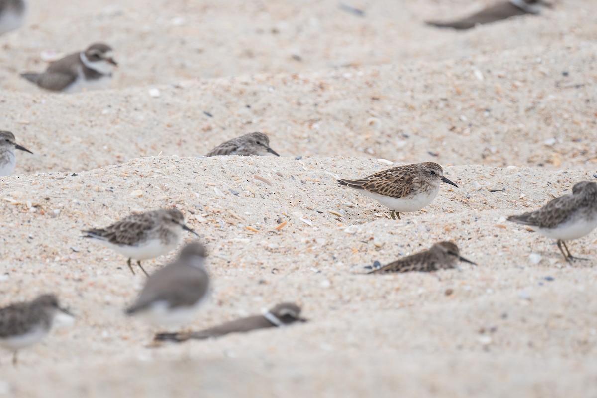 Least Sandpiper - ML641819568