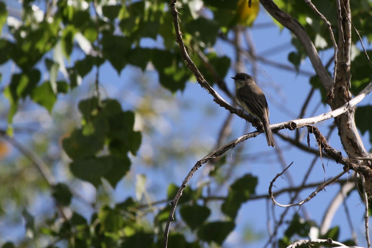 Moucherolle phébi - ML641819585
