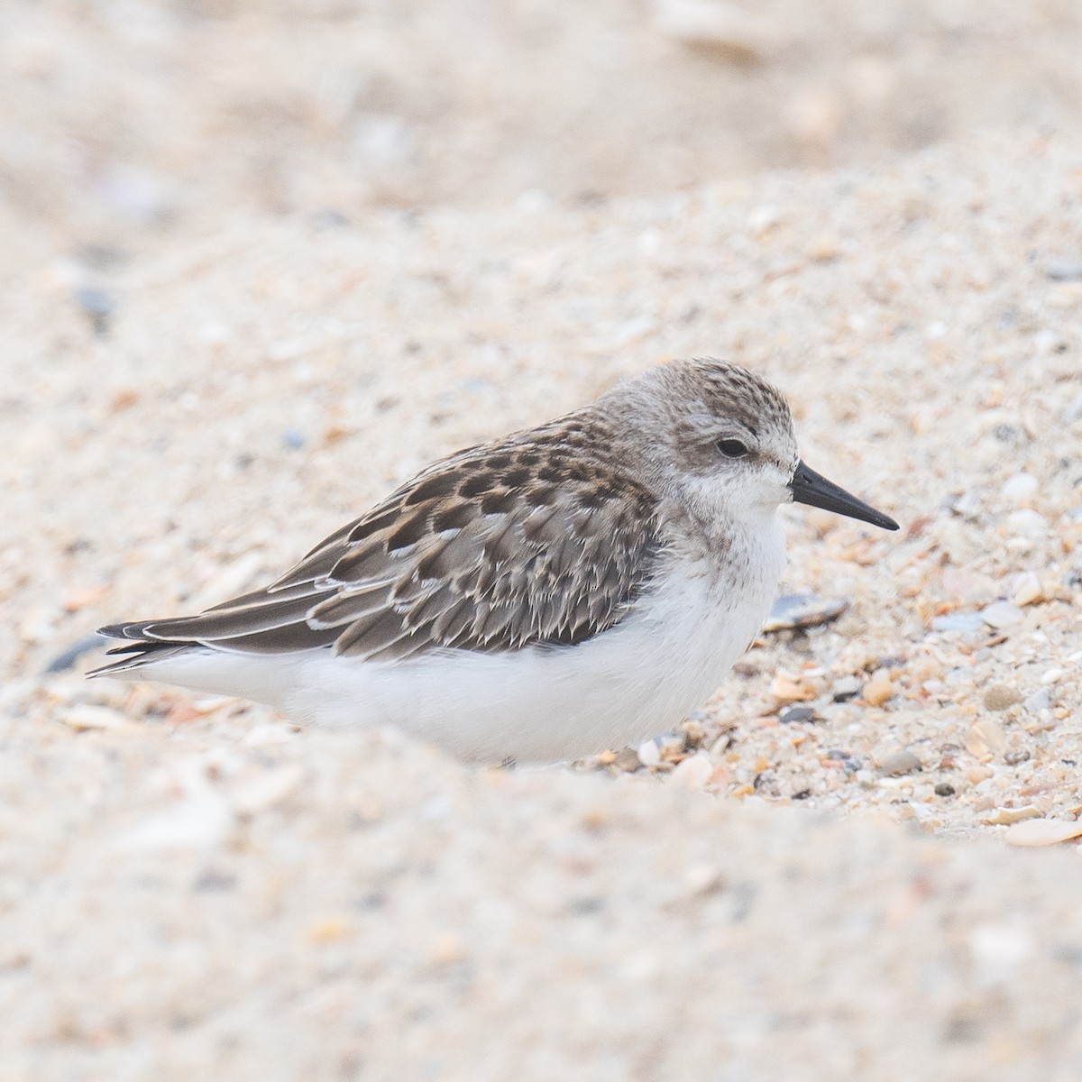 Semipalmated Sandpiper - ML641819601