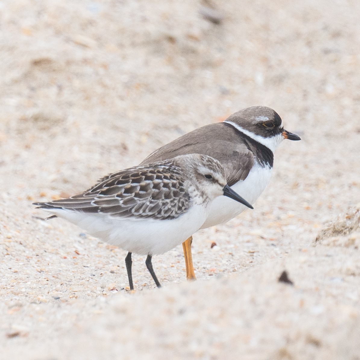 Semipalmated Sandpiper - ML641819602