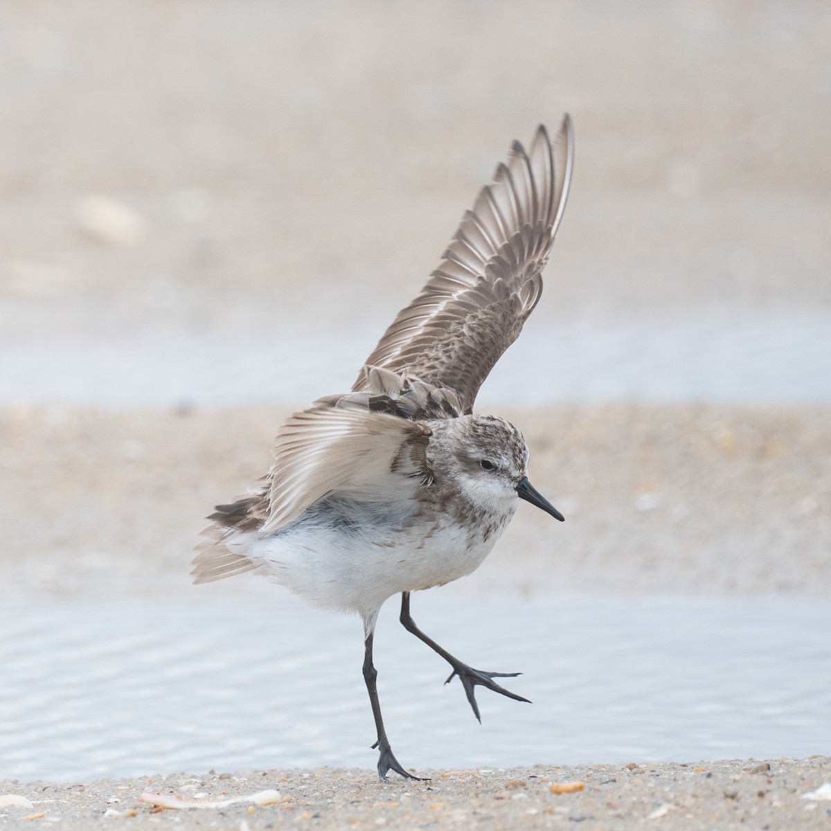Semipalmated Sandpiper - ML641819603