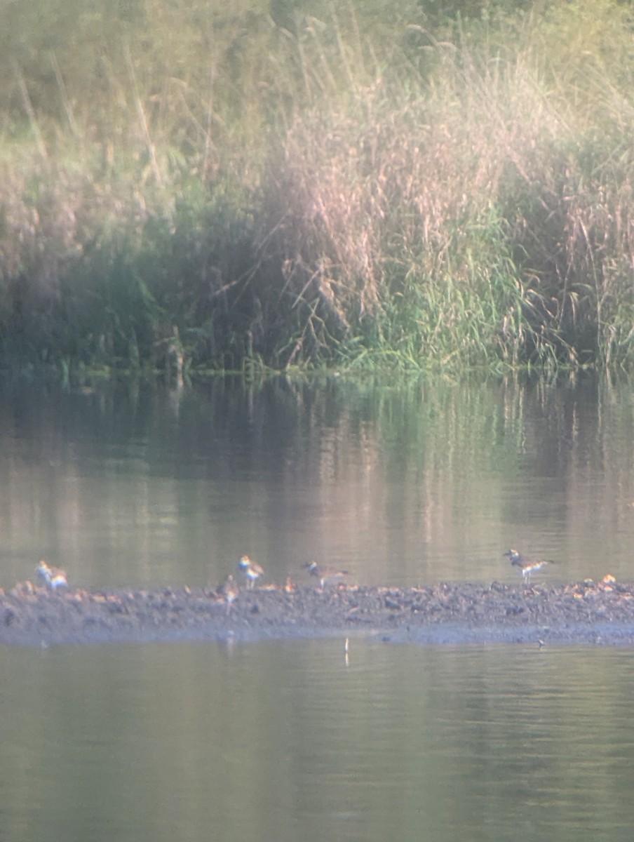 Killdeer - ML641819616