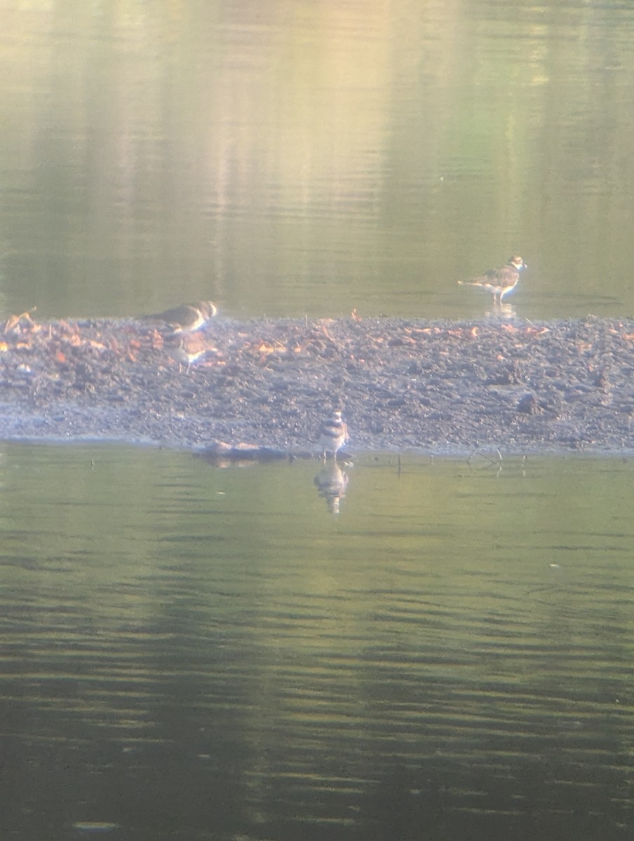 Killdeer - ML641819617