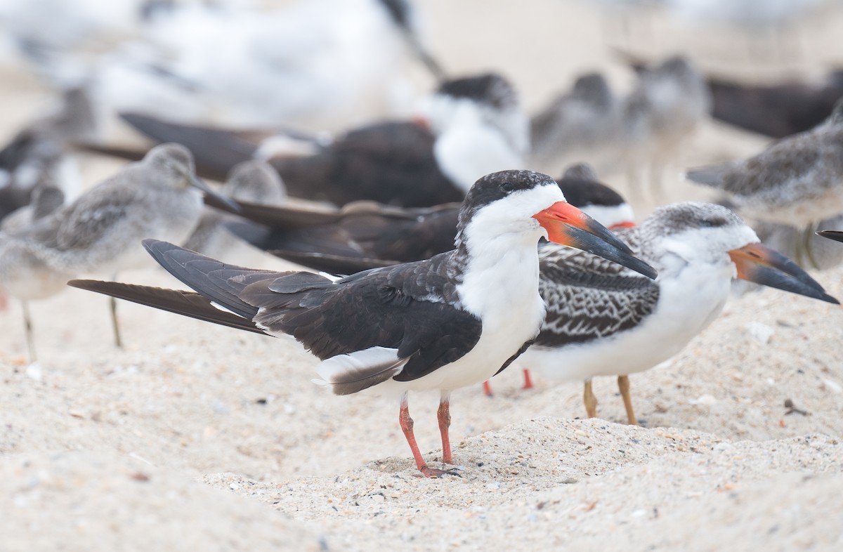 Black Skimmer - ML641819623