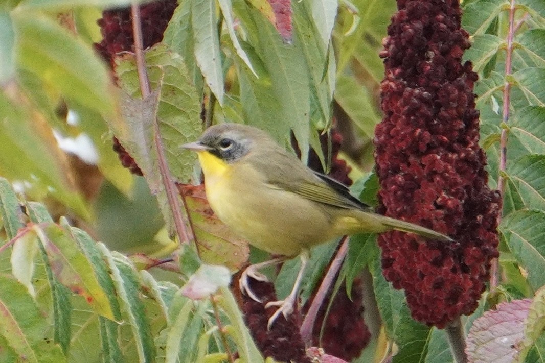 Common Yellowthroat - ML641819626