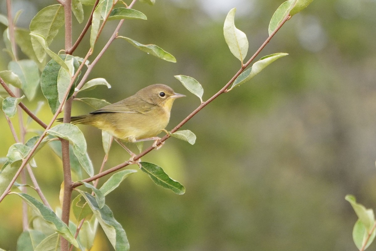Common Yellowthroat - ML641819627