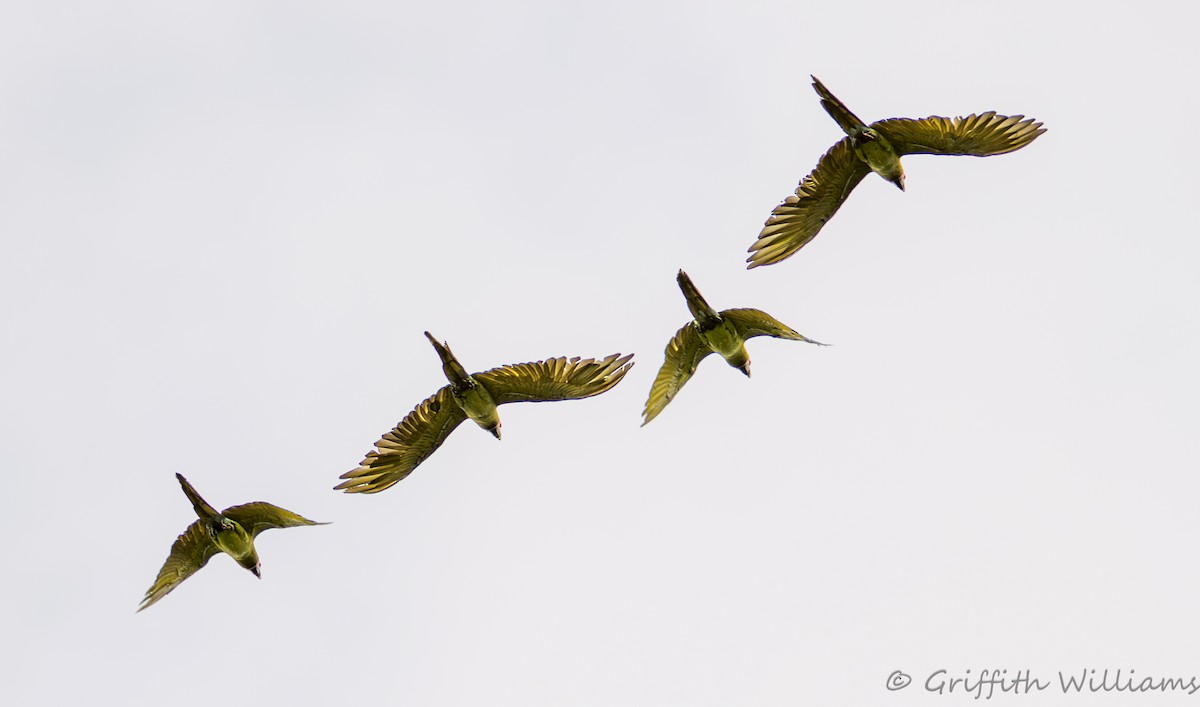 Great Green Macaw - ML641819631