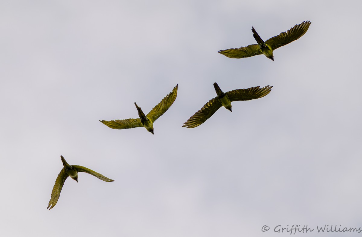Great Green Macaw - ML641819635