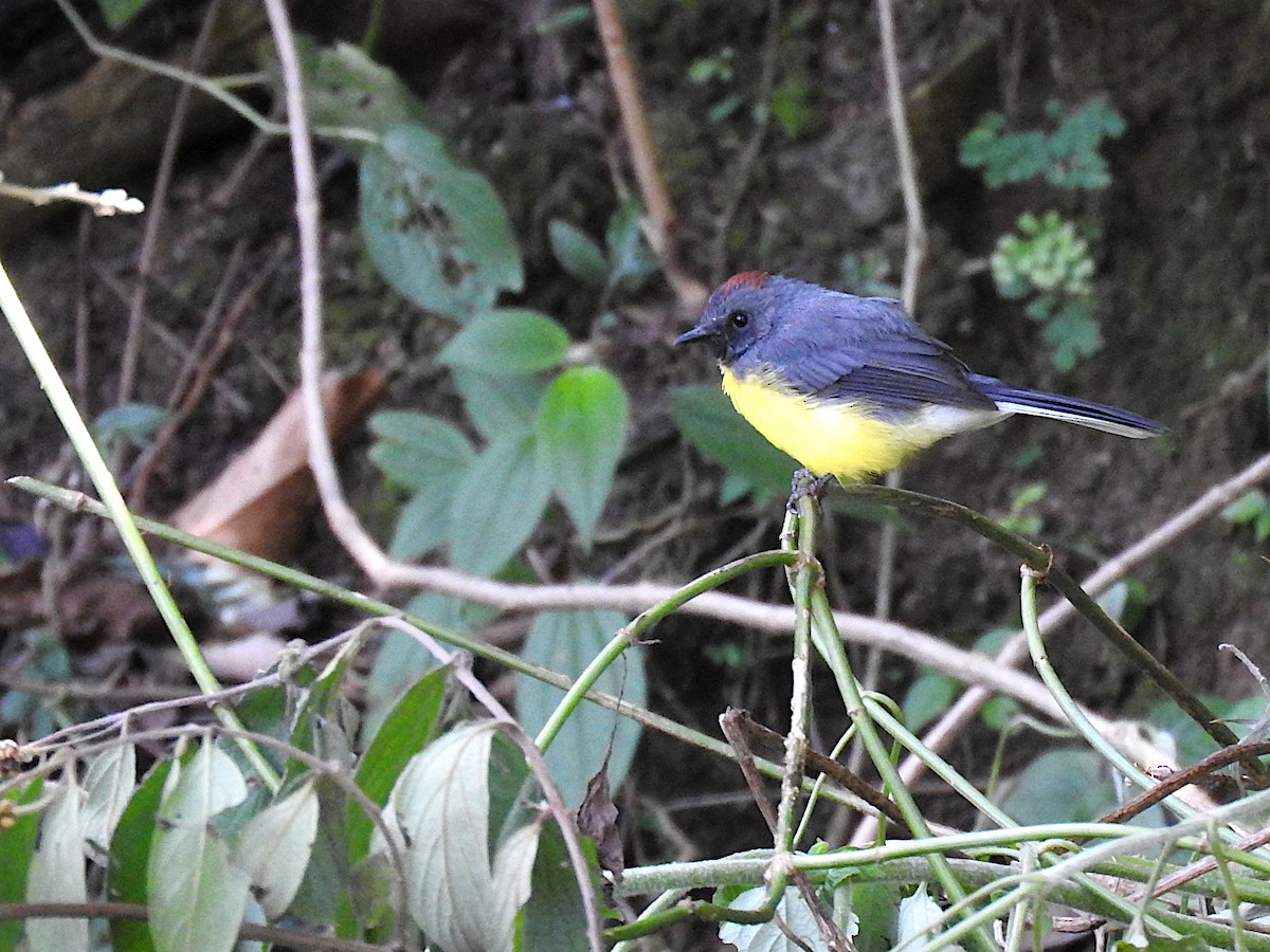 Slate-throated Redstart - ML641819640