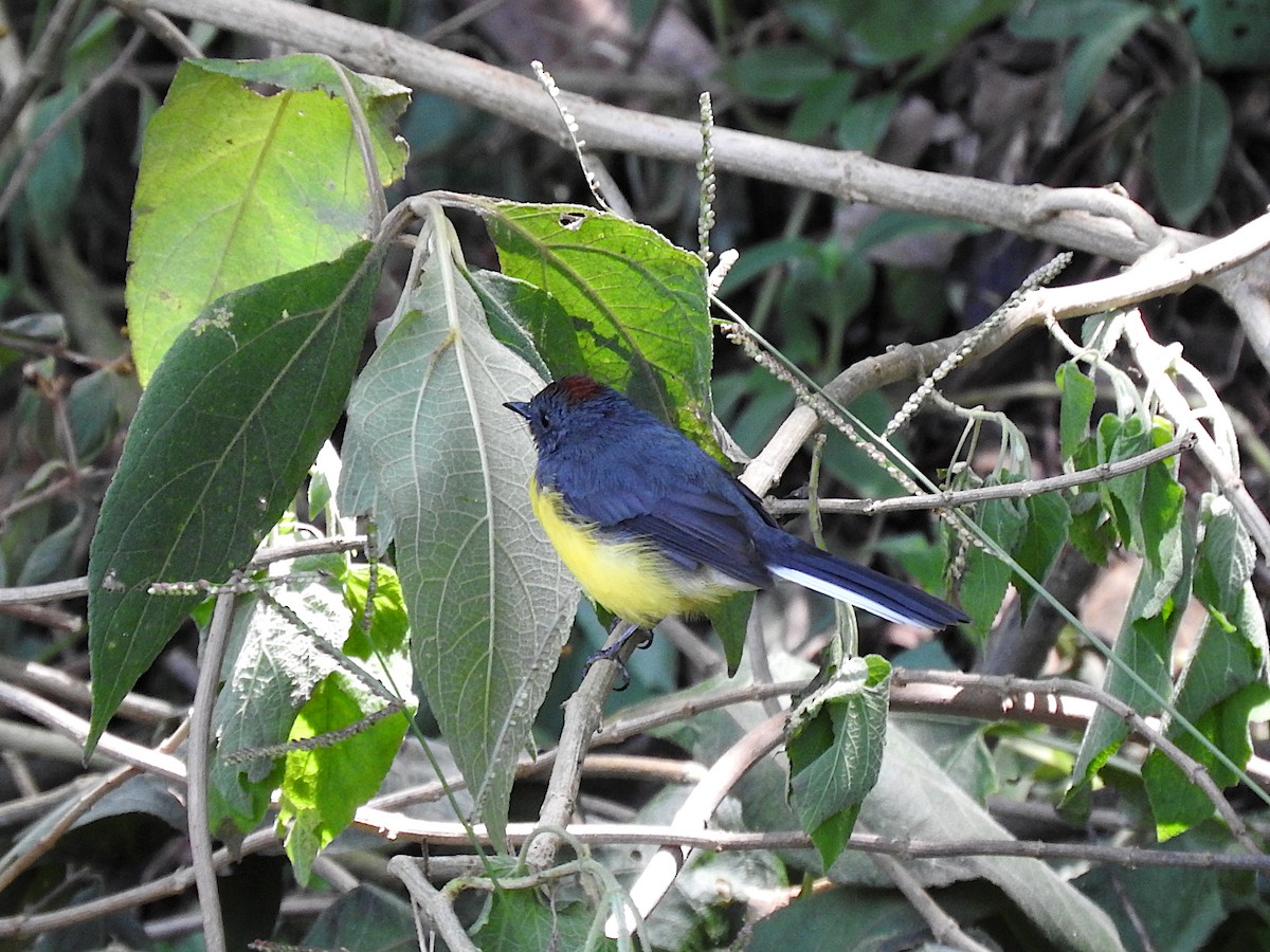 Slate-throated Redstart - ML641819641