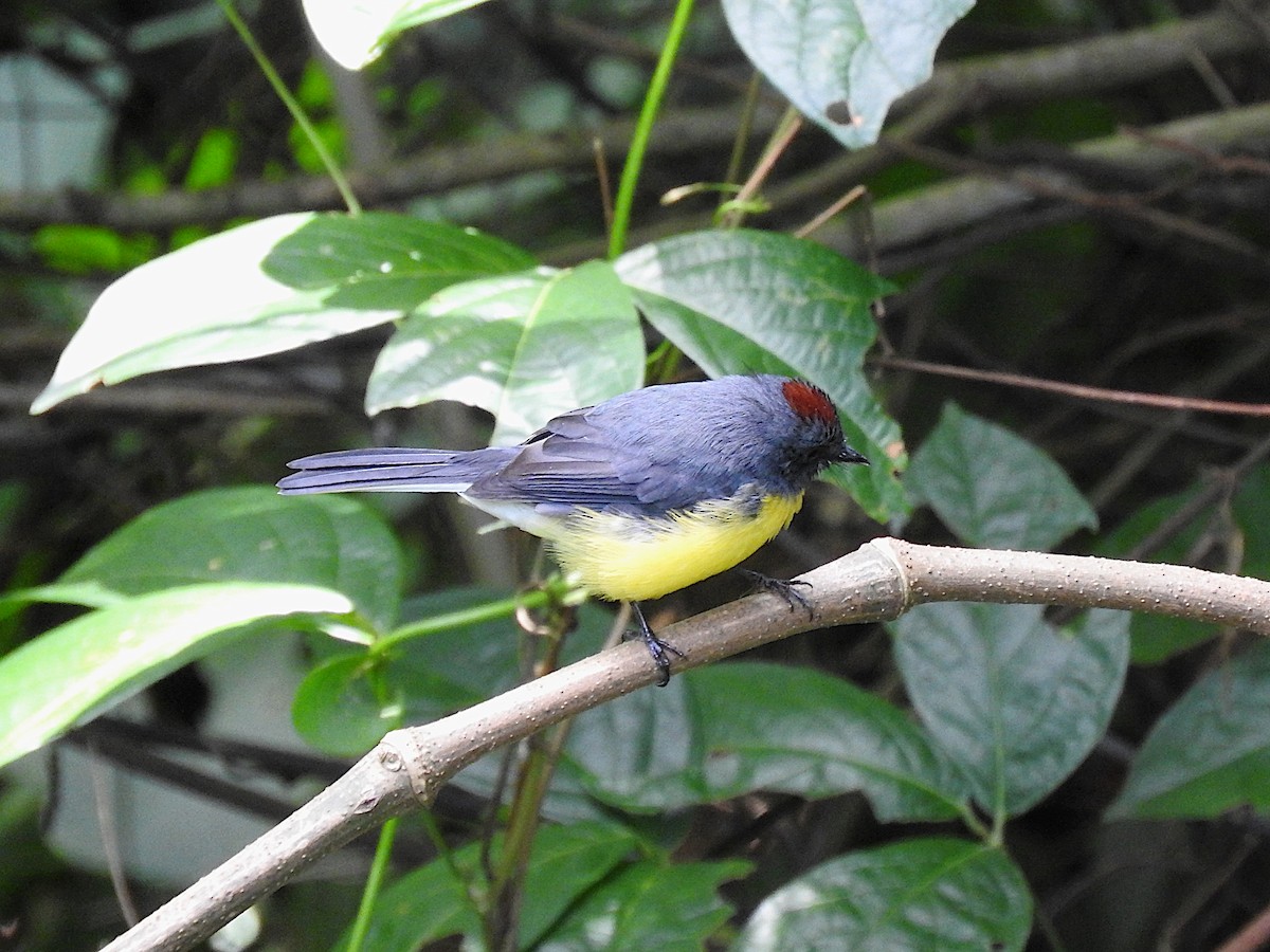 Slate-throated Redstart - ML641819642