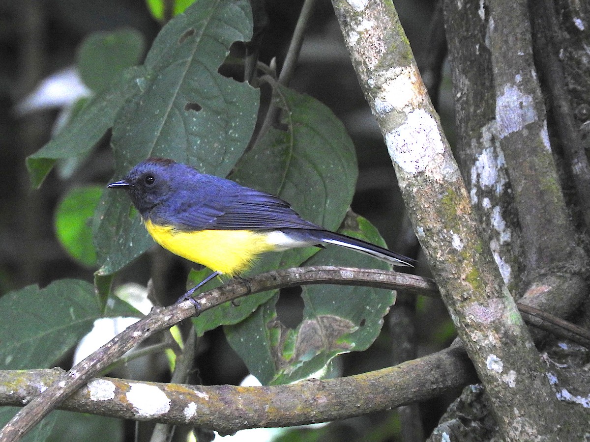 Slate-throated Redstart - ML641819643