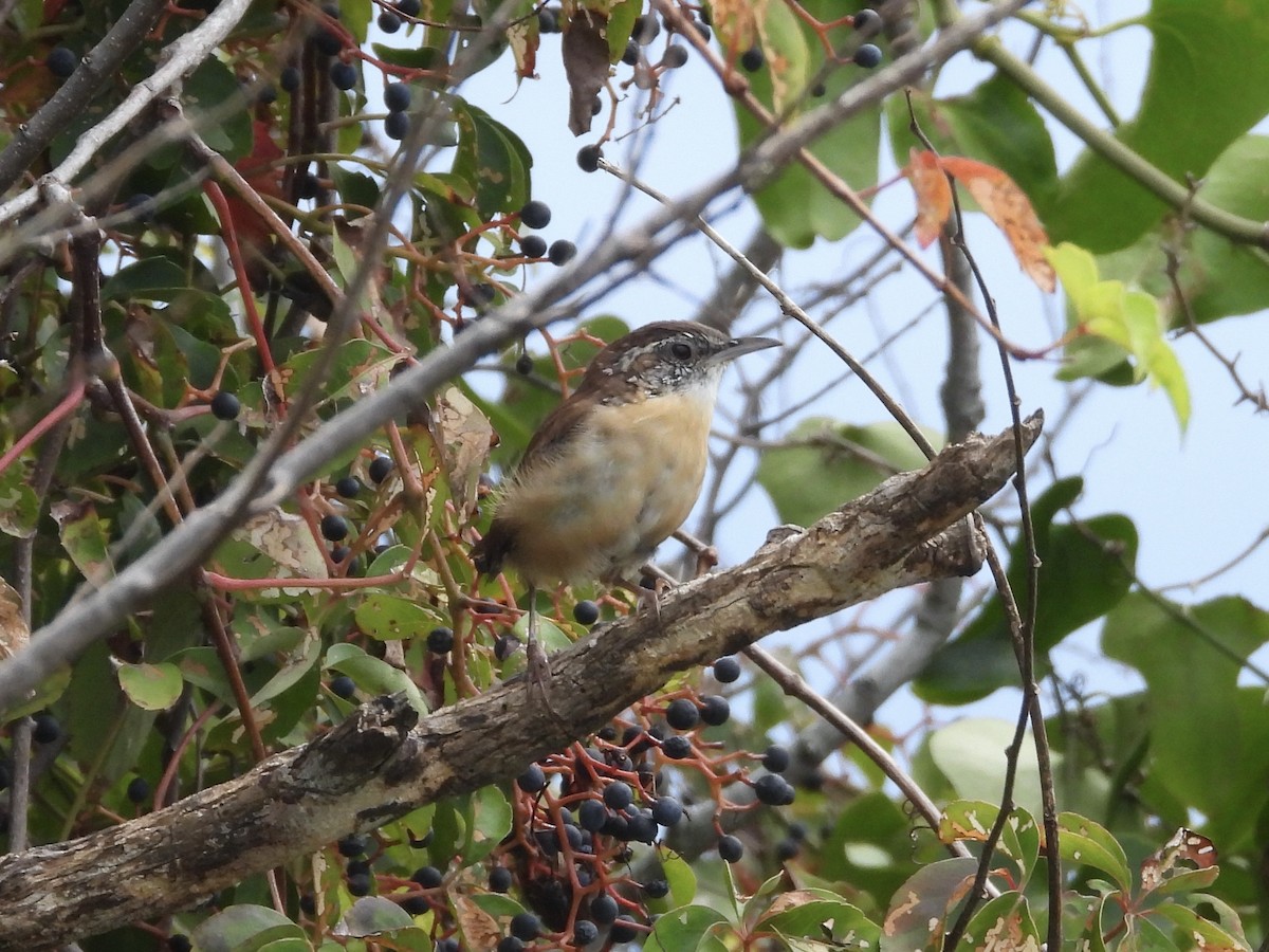 Carolina Wren - ML641819672