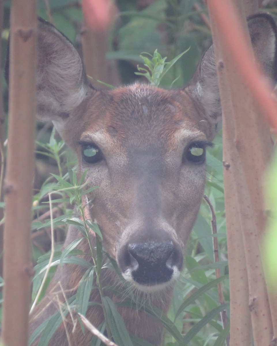 White-tailed Deer - ML641819677