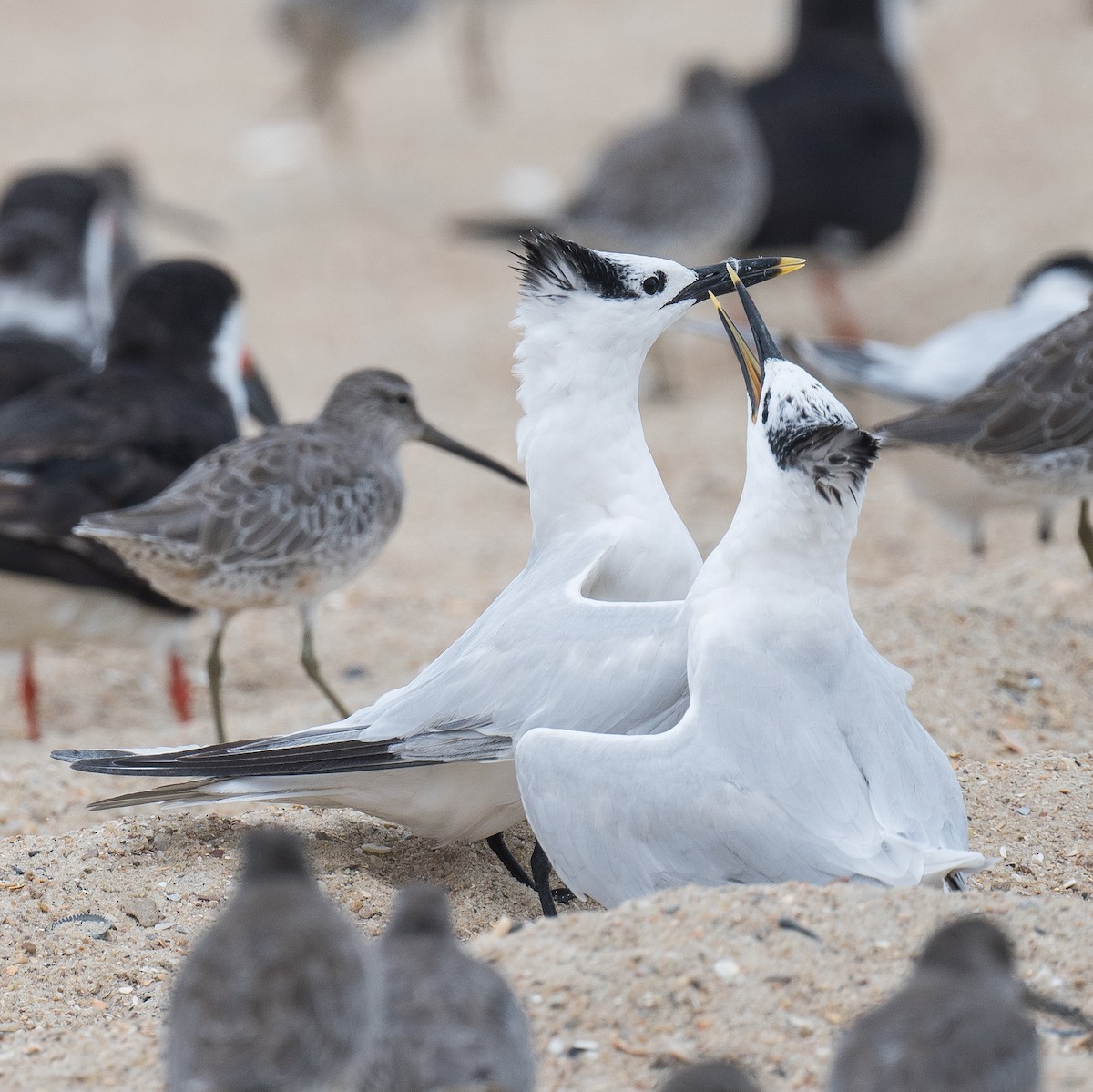 Sandwich Tern - ML641819687