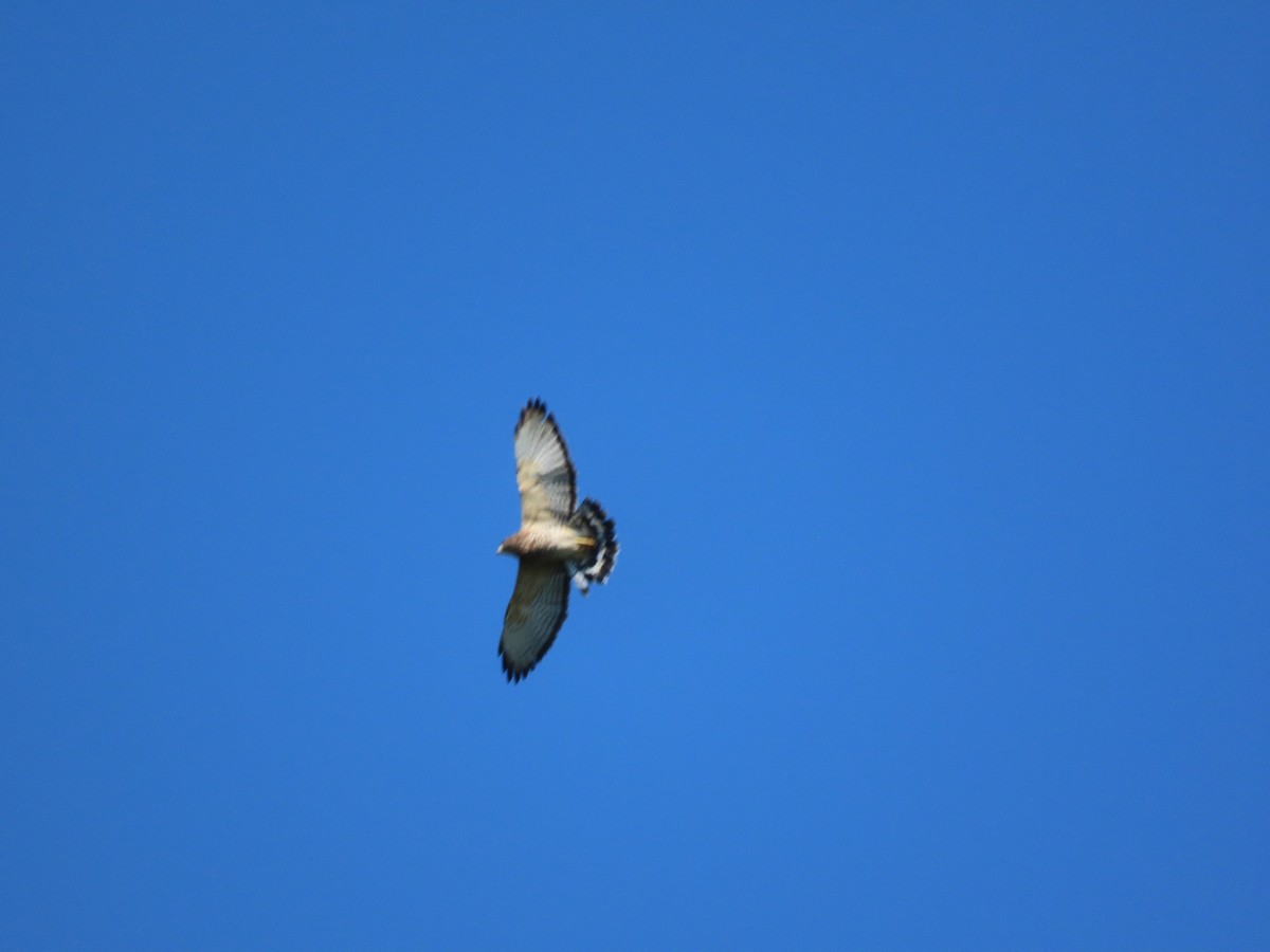 Broad-winged Hawk - ML641819702