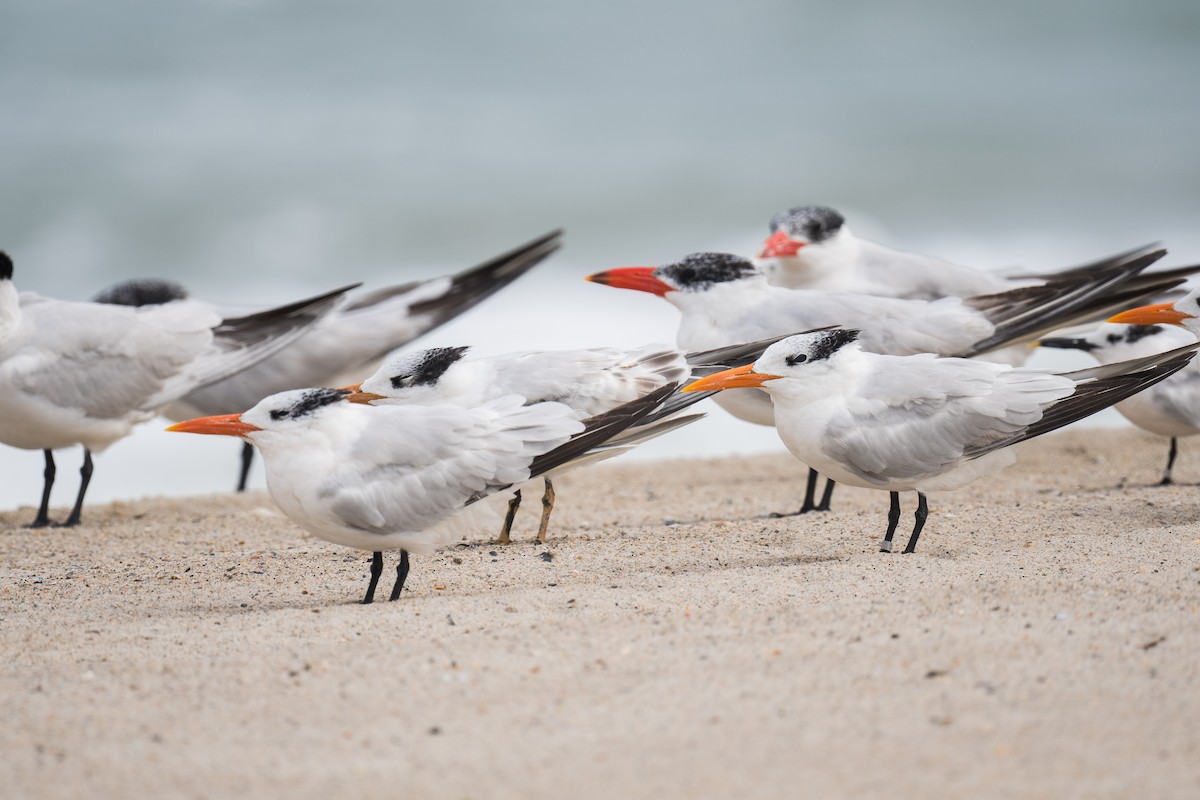Royal Tern - ML641819718