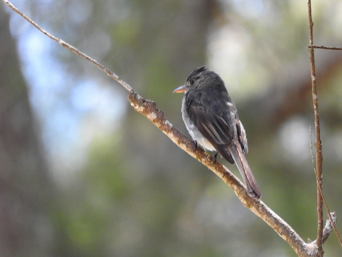 Smoke-colored Pewee - ML641819721