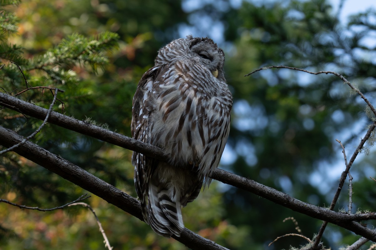 Barred Owl - ML641819744