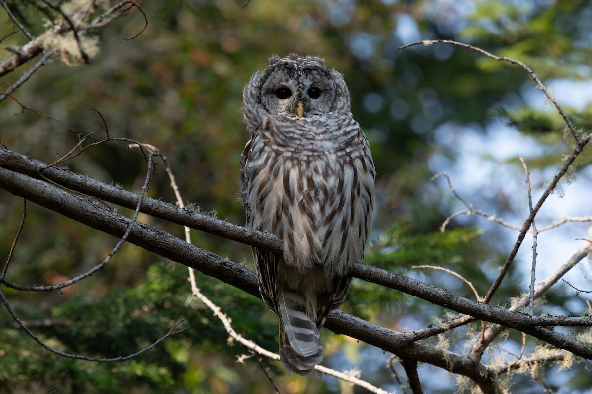 Barred Owl - ML641819745