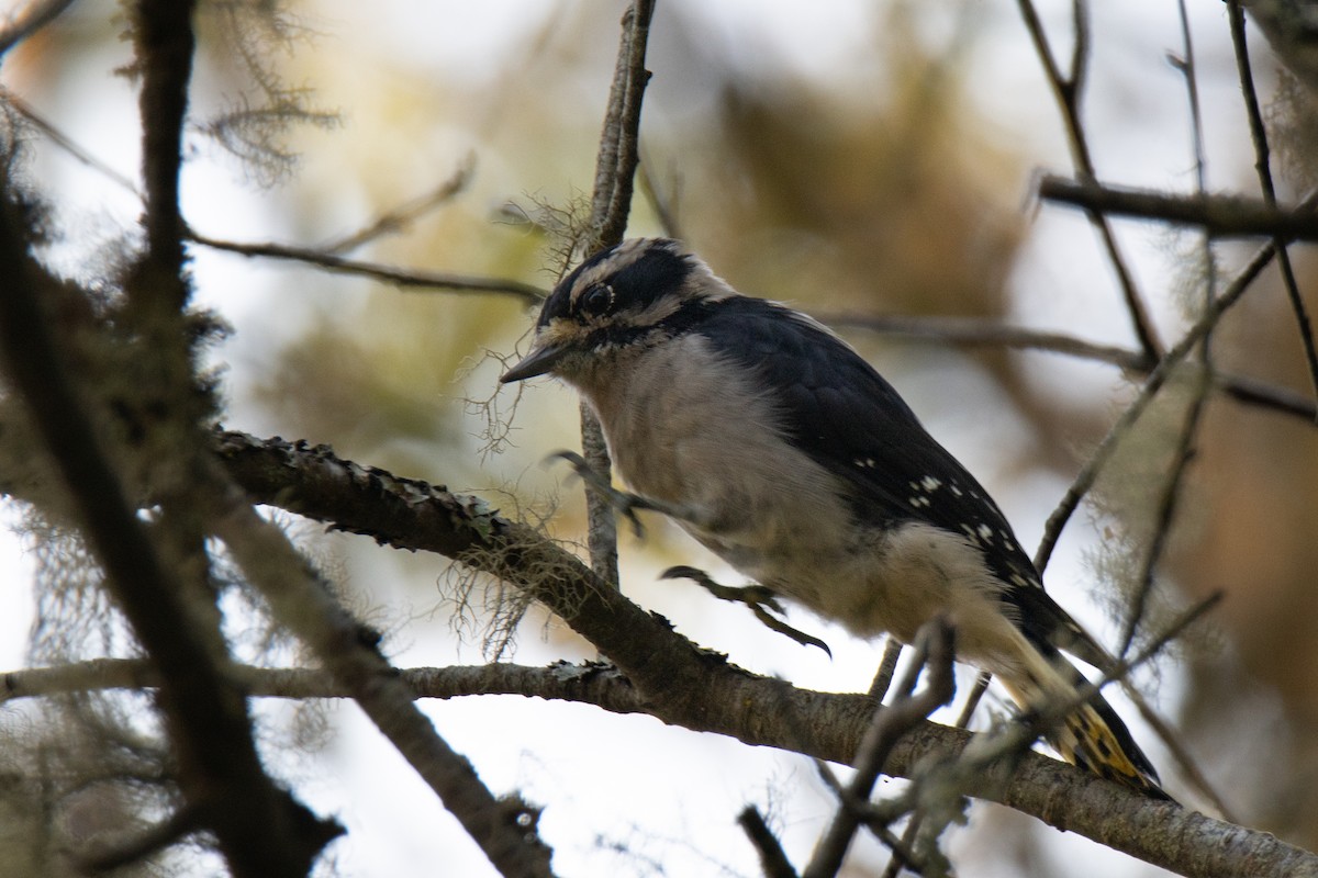 Downy Woodpecker - ML641819766