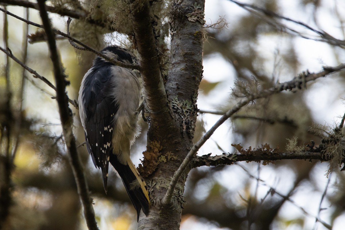 Downy Woodpecker - ML641819767